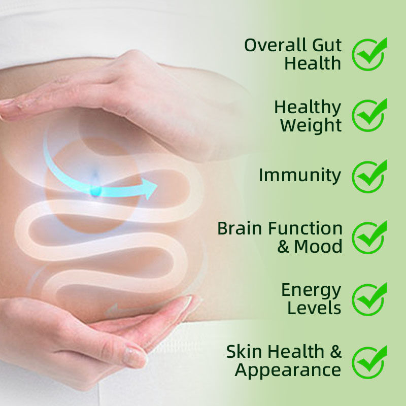 Factory Supply Probiotic Oral Liquid With Prebiotics & Postbiotics | Supports Digestive Health, Immune & Energy Supplement